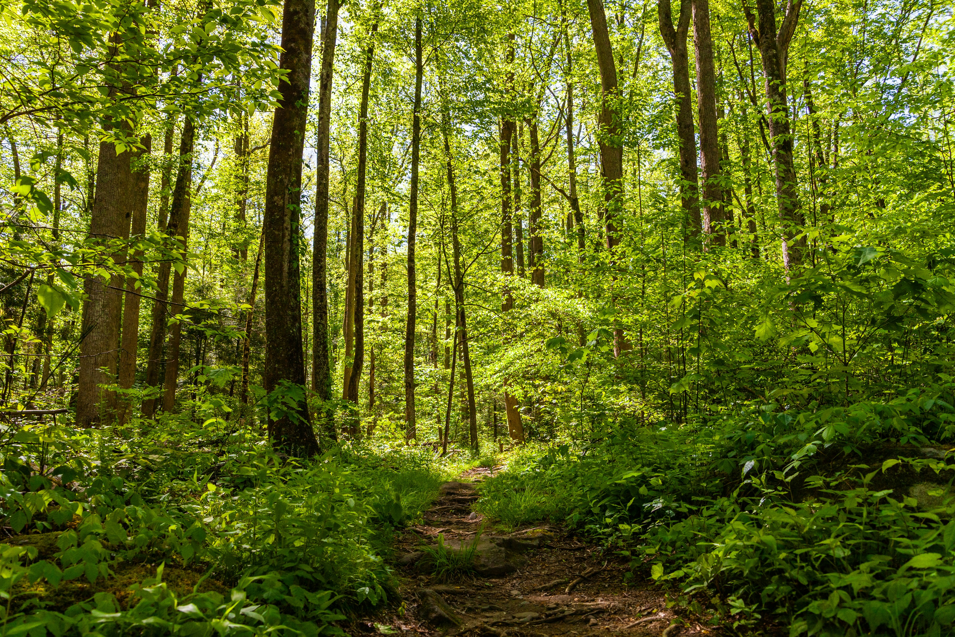 green trees and plants during daytime